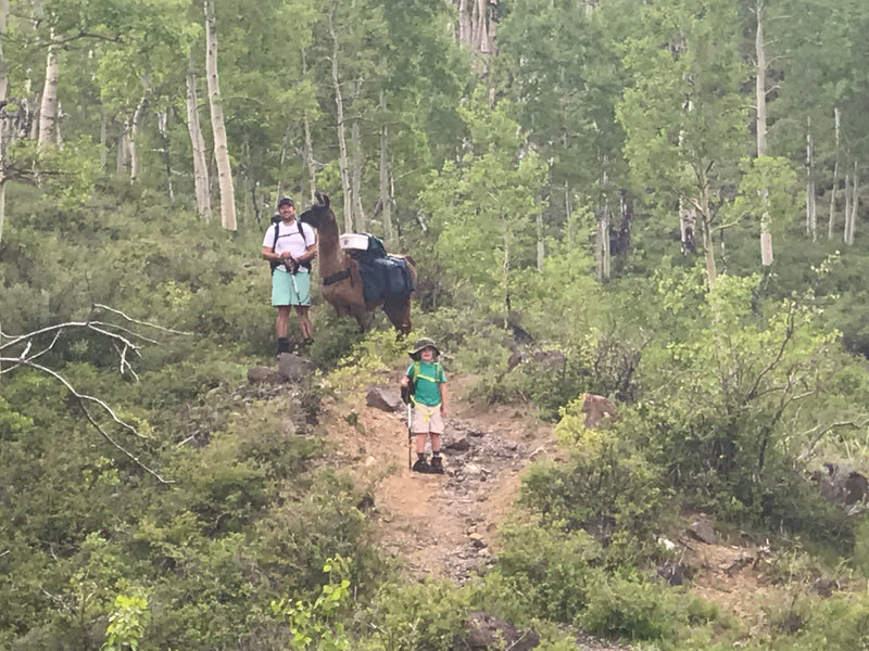 llama hiking with kids
