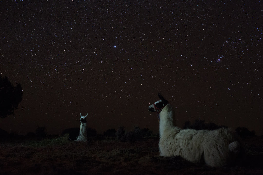 llamas with stars